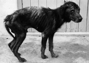 Dog, skin condition, bald, mange
