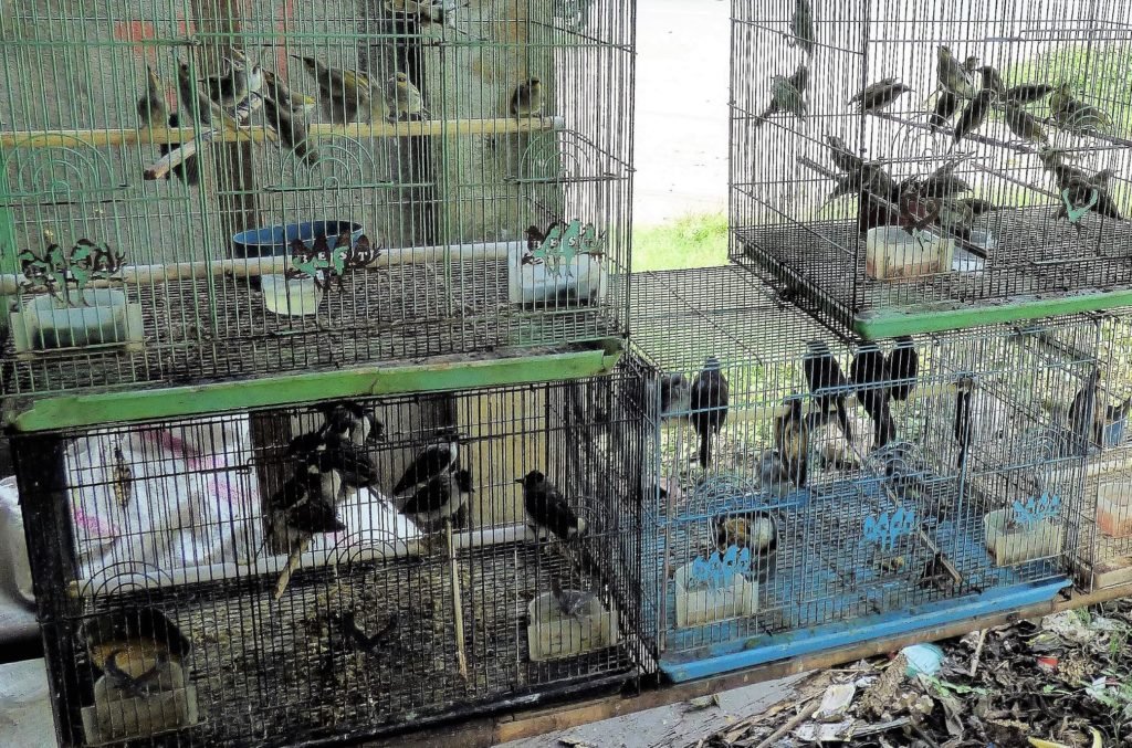 wild bird trade, cruelty to birds, pet bird trade, caged birds, exotic pets