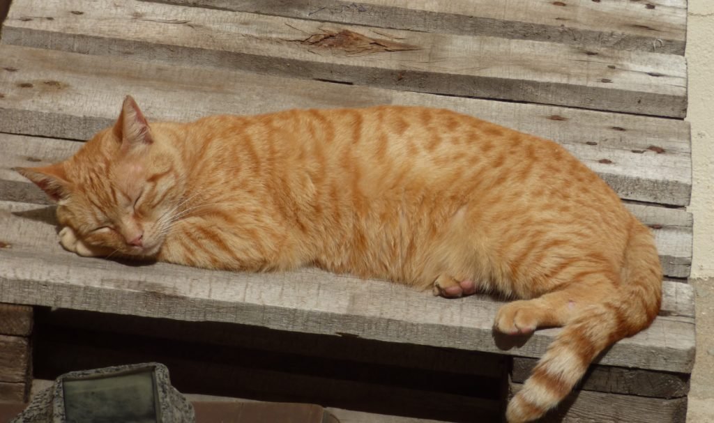 Ginger cat asleep