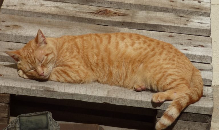 Ginger cat asleep