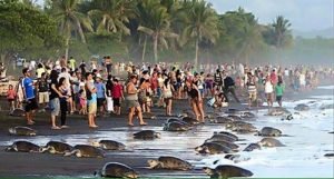 Disturbing nesting turtles