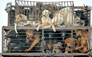 Dog meat trade, dogs