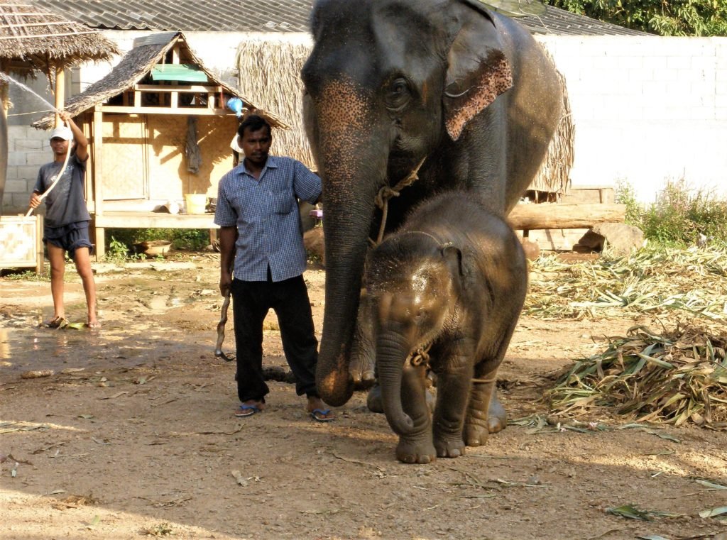 Elephant riding, elephant tourist camp