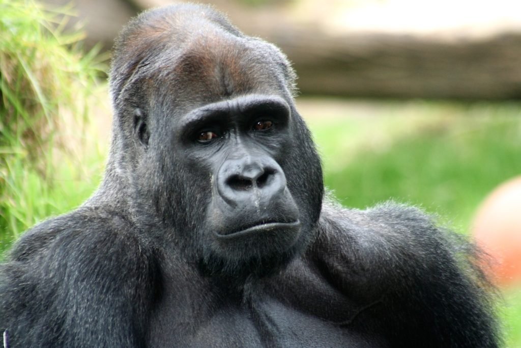Harambe, Gorilla, death of Harambe