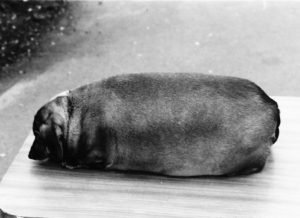 Obese dog Animal rights and Wrongs