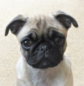 Nation of animal lovers, Pug Puppy Face