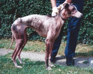 reporting animal cruelty in the UK