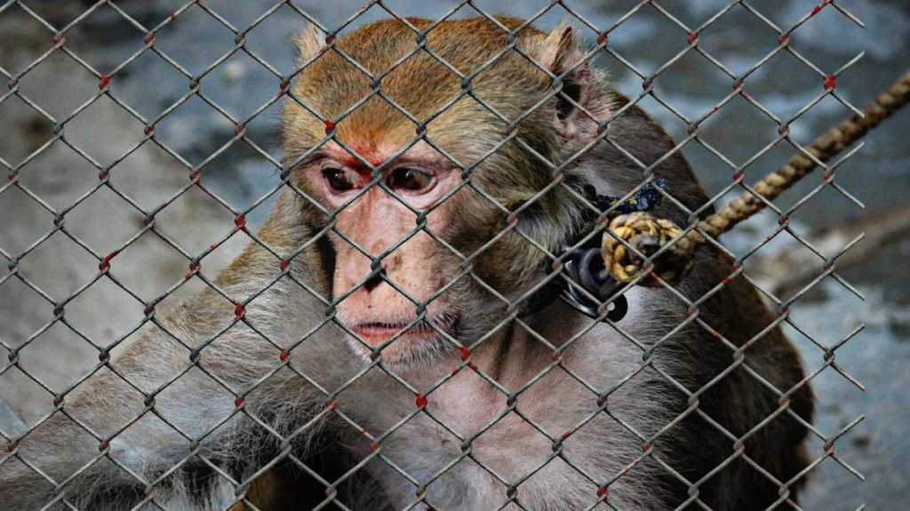 monkey, cage,