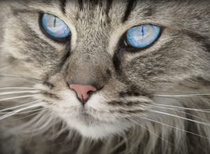 Cat, face, eyes