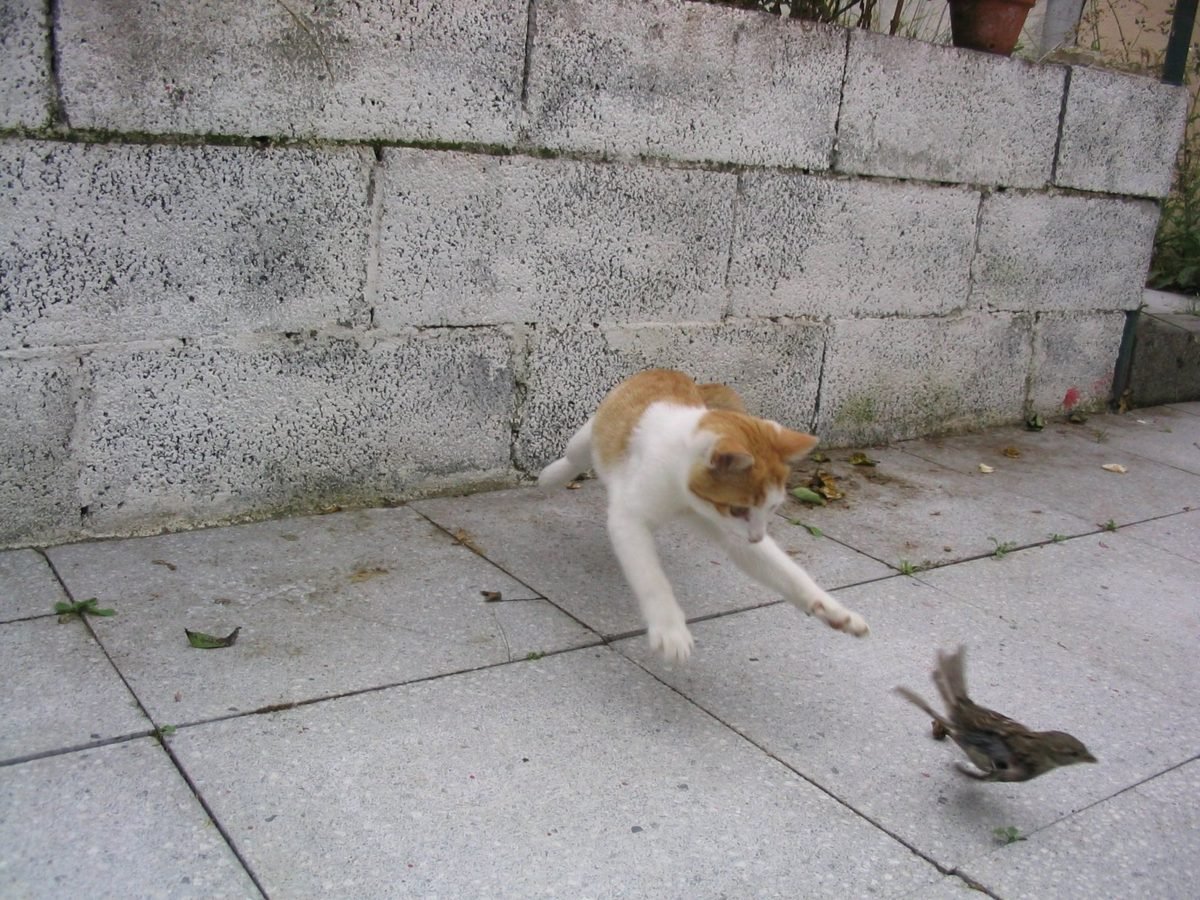 cat, bird, cat chasing bird