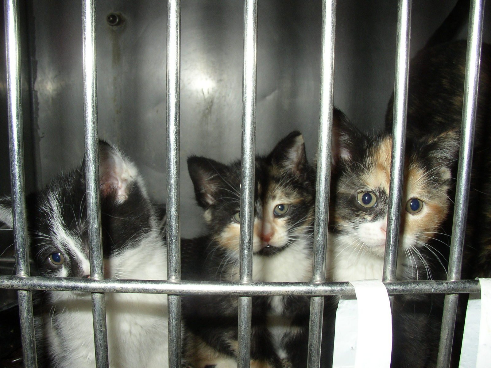 Kittens, rescue, animal rescue,, abandoned, unwanted