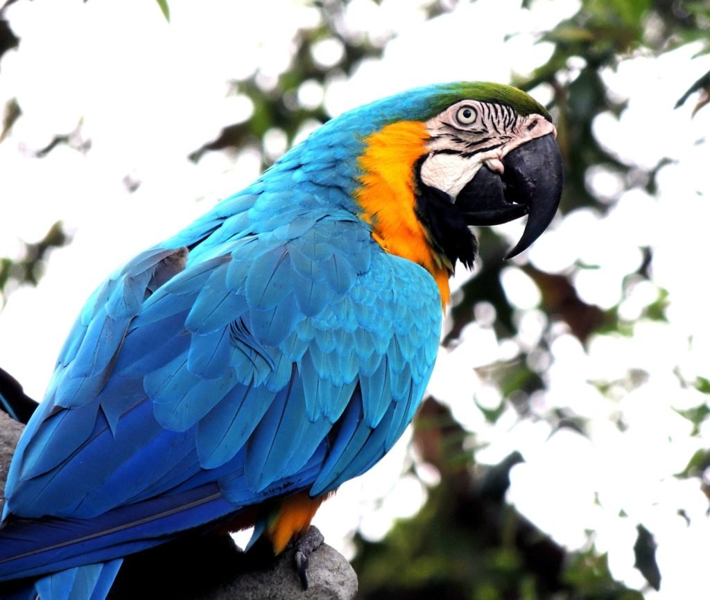 macaw, captive