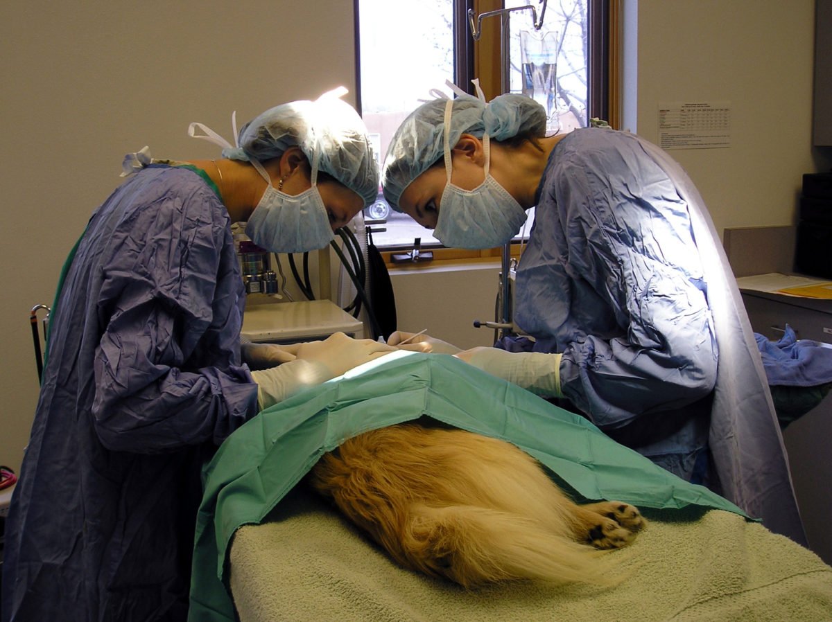 Veterinary surgeons, veterinarians, operating, vet surgery
