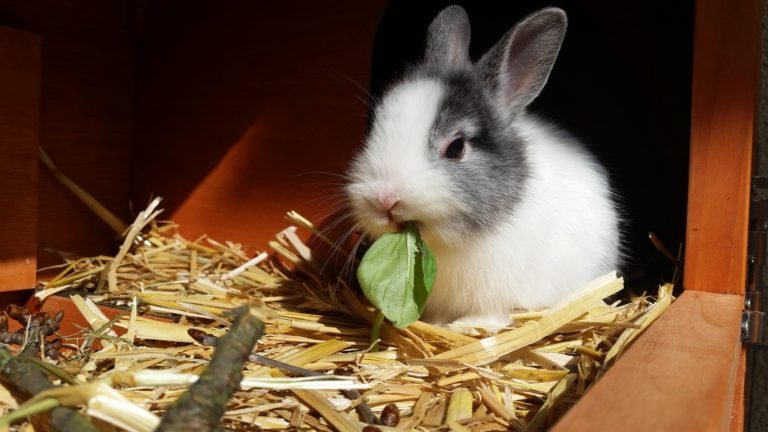 rabbit, hutch, eating