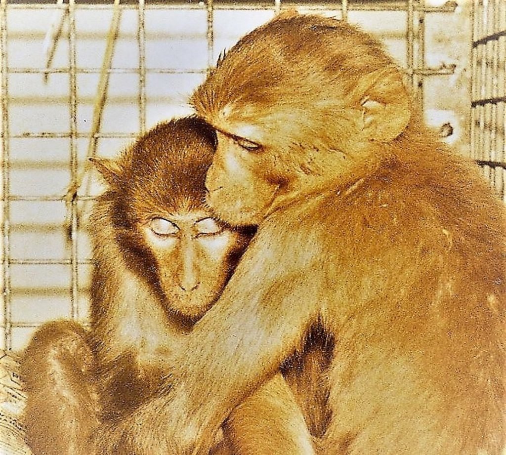 Two sad research monkeys