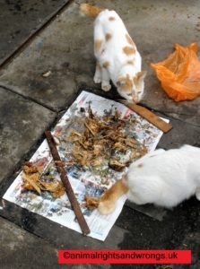 Cat, street, feeding