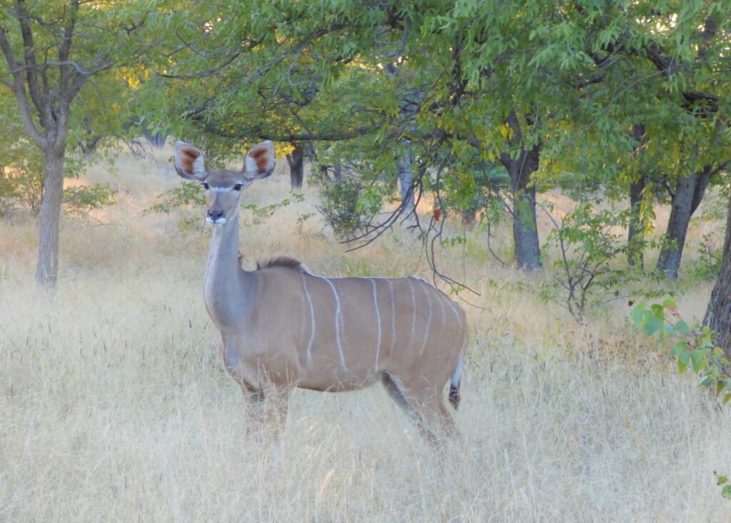 Kudu antelope, big game hunting
