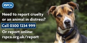 reporting animal cruelty