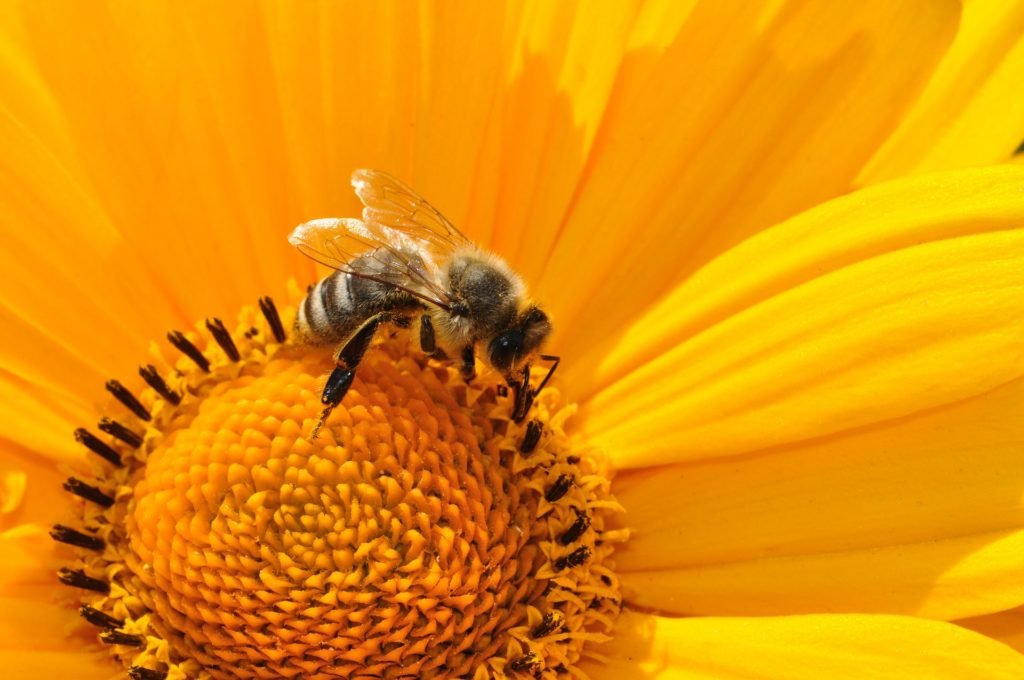 bee, nectar, flower, attitudes