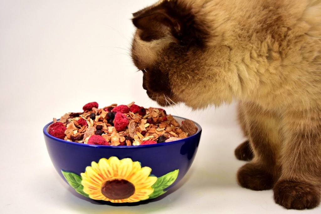 Cat, cat food, bowl. feeding