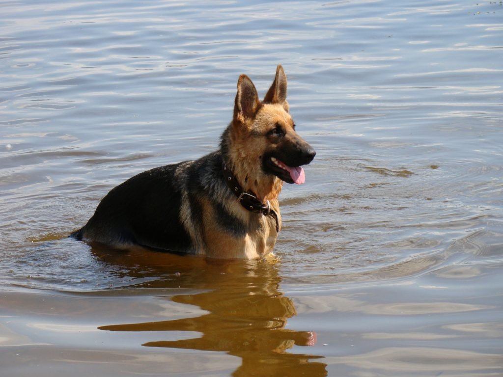 Dog, German Shepherd, water, lake