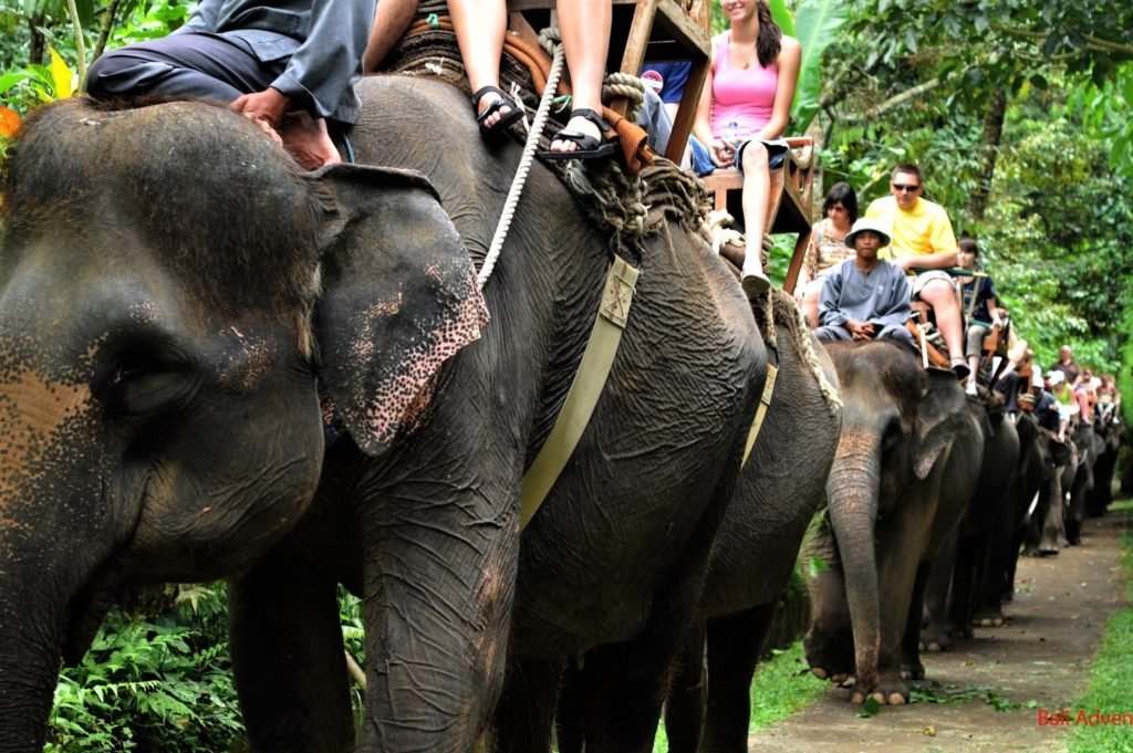 Tourist elephant riding