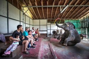 Asian elephants forced to perform for tourists