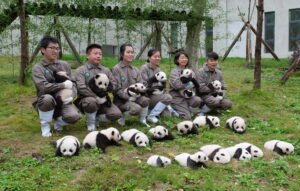 Giant panda cubs lined up in China breeding centre