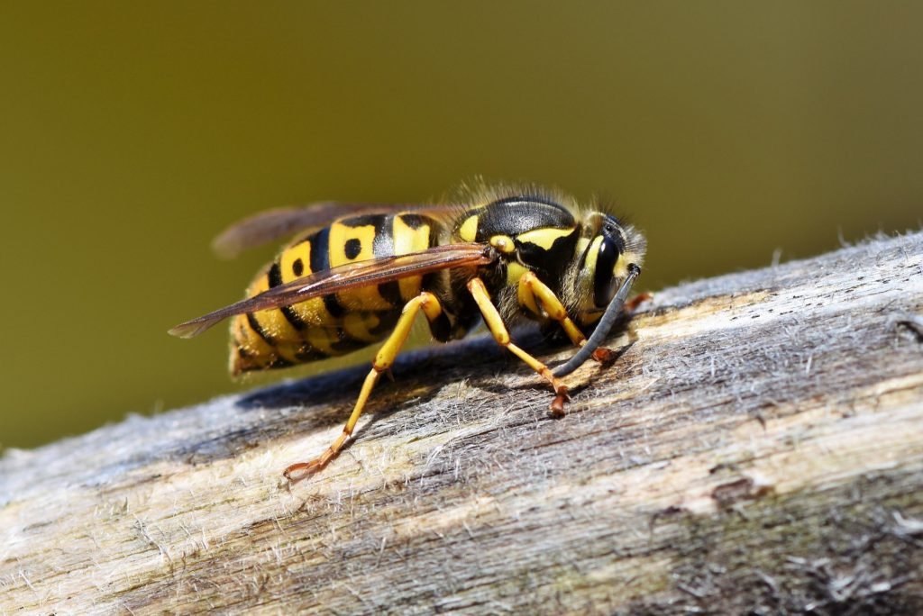 Wasp. hornet, sting, inolerance to