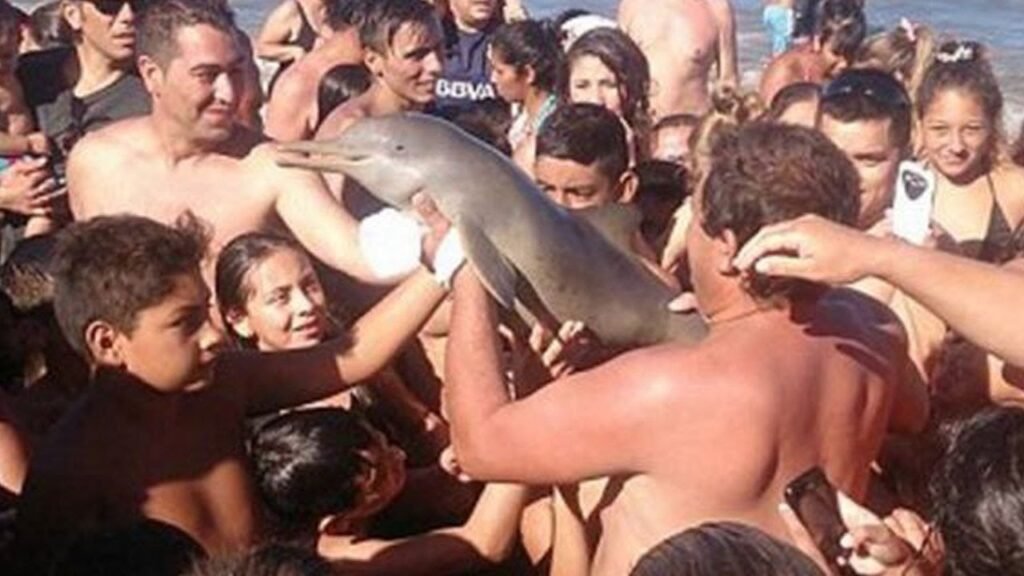 Tourists on a beach manhandling a dolphin