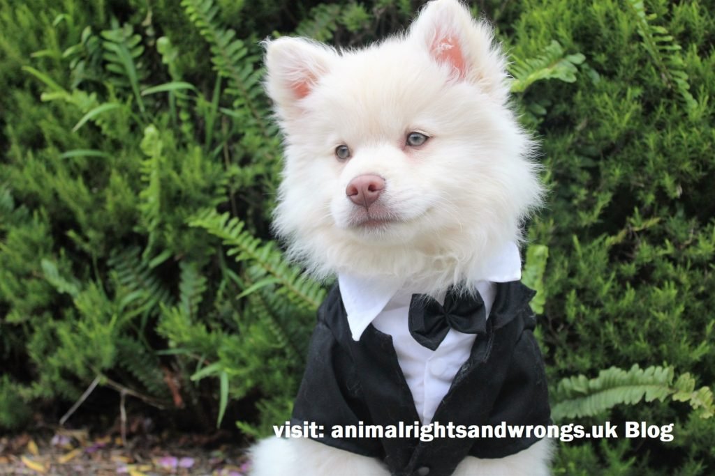 Dog, pet humanisation,designer clothes, dressing up animals, animal ethics