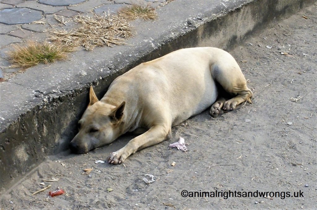 Importing dogs from abroad, dog in gutter, stray dog