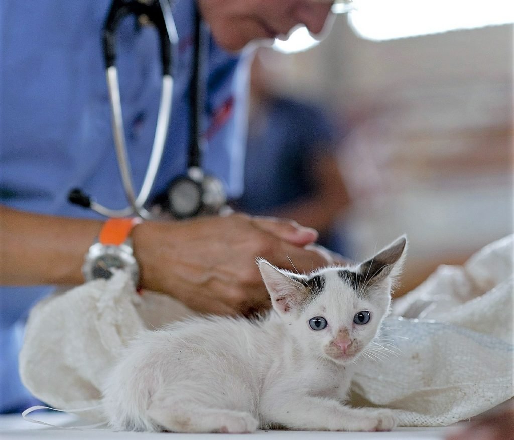 vet, kitten, examining, vet surgery, veterinarian, veterinary surgeon