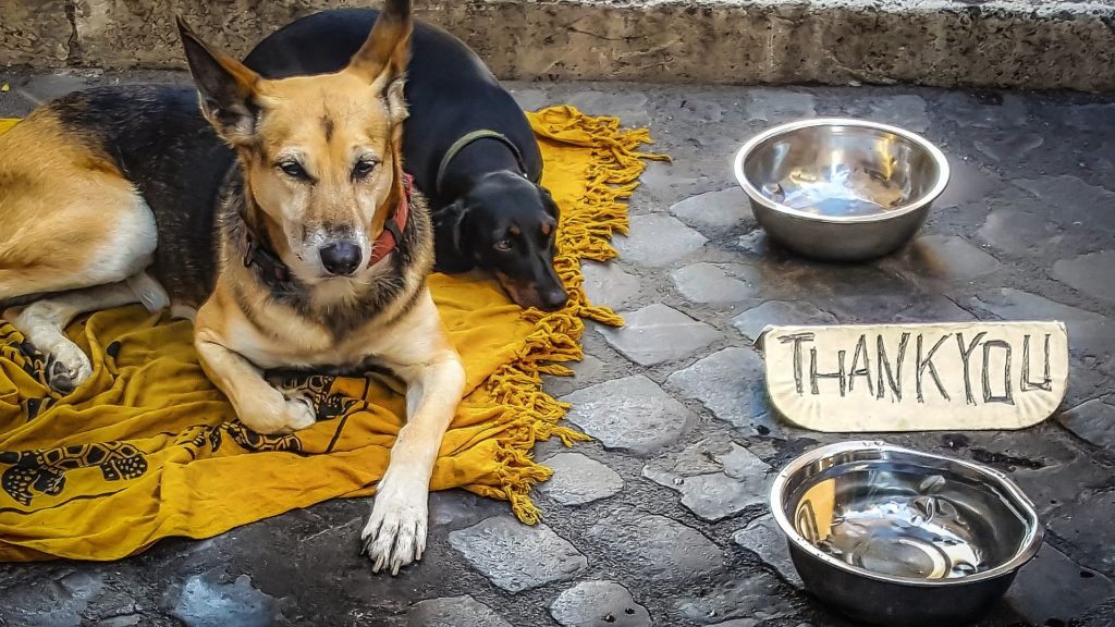 Beggars dogs, Homeless person, street pets, street dpgs,