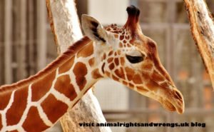 Zoonasia, zoo animal culling, cruelty to zoo animals