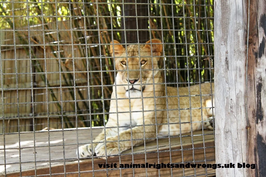zoo lion, zoonasia, culling, animal welfare