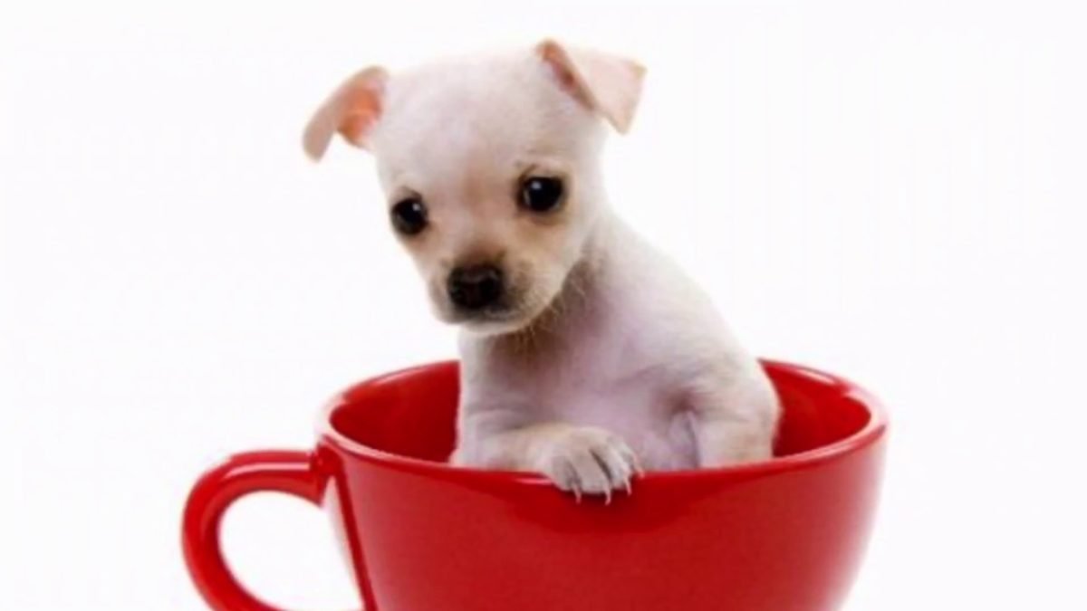 Fads and crazes: pocket pets and teacup dogs – we never learn.