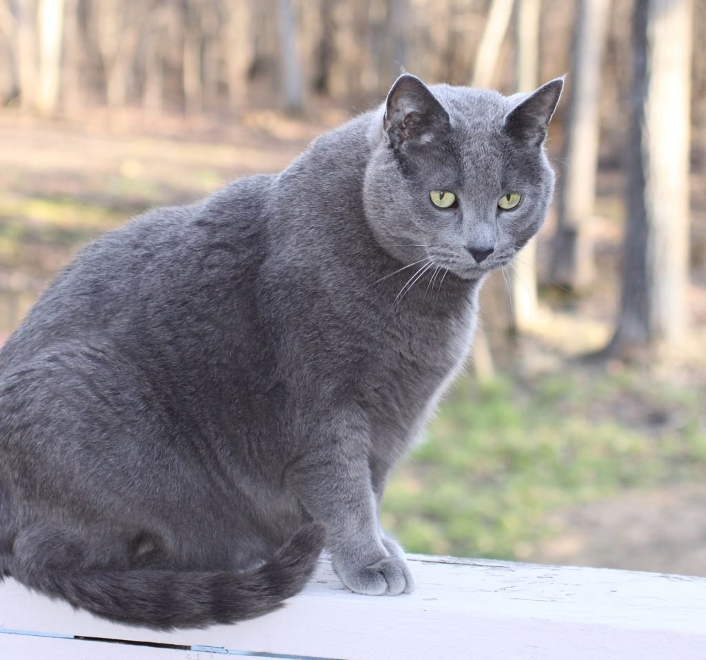 Obesity in cats, overweight cat,