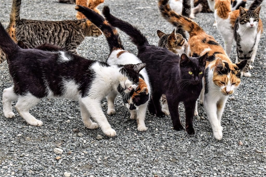 Cats, feral, colony, cat cruelty, animal welfare