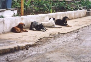 rescuing street dogs