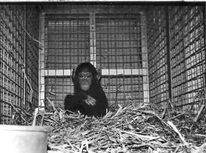 Baby chimpanzee, smuggled chimpanzee, exotic pet trade