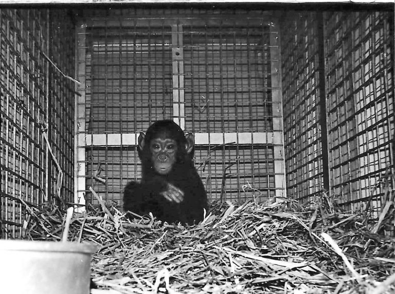 Baby chimpanzee, smuggled chimpanzee, exotic pet trade