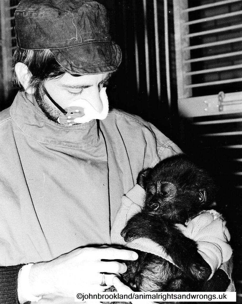 Baby gorilla, smuggled apes, smuggled wildlife