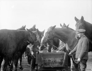 War horse, First world war, horse suffering