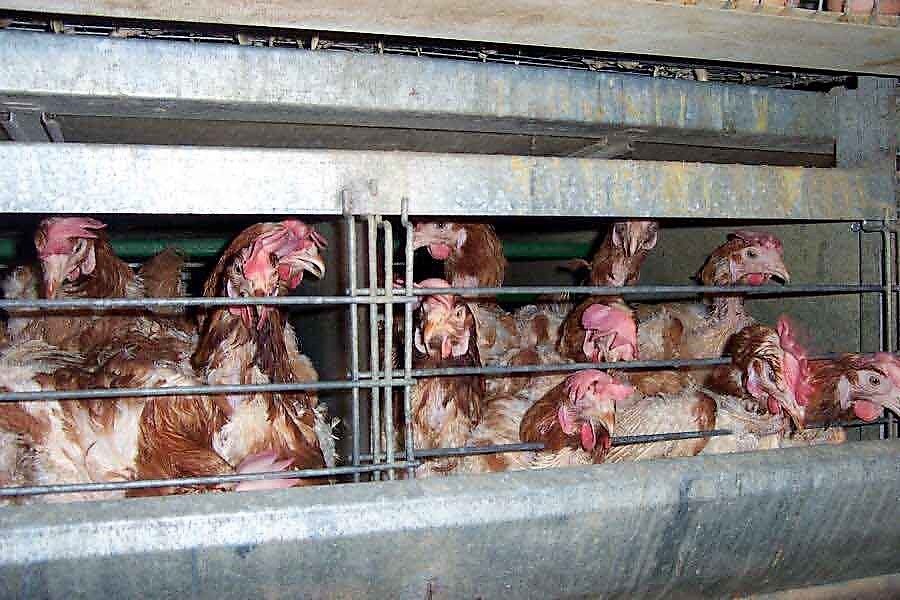Battery farm battery chickens, cruelty to chickens, hens