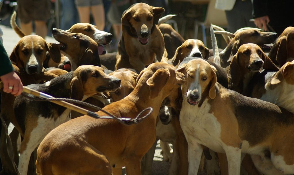 Hunting hounds, fox hunting, cruelty to dogs