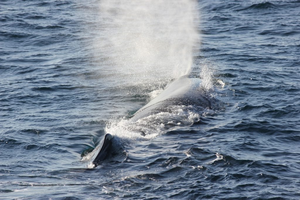 whales, whale hunting, whaling ban, whaling moratorium