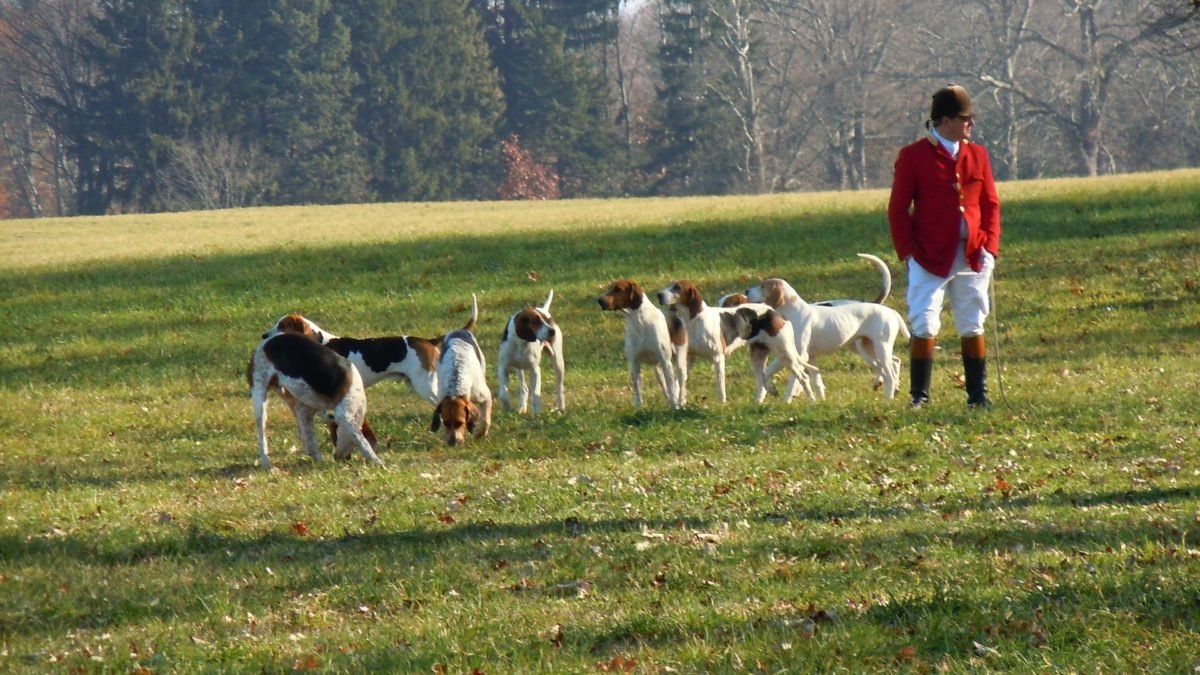 Hunting with dogs and the “unenforceable” ban.