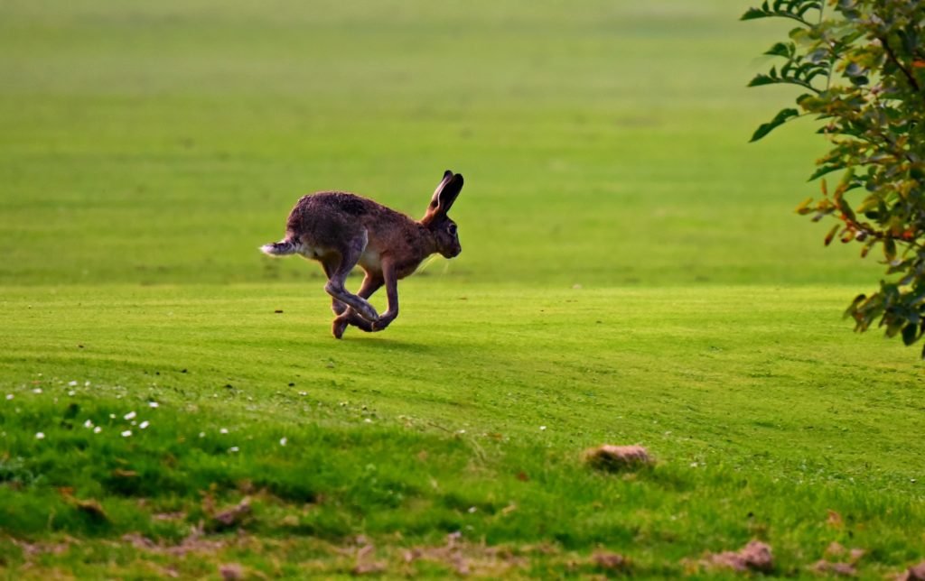 Hare, hare coursing, illegal hare coursing