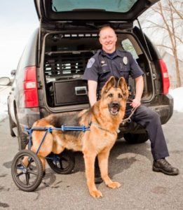 Injured police dog